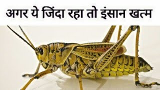 क्या होगा अगर हम दुनिया के सारे टिड्डों को मार दे तो । locust attack in india. B.W.G Ep-39TechMeetDC