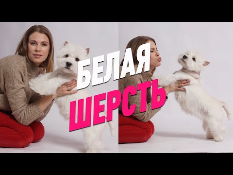 ГРУМИНГ / БЕЛАЯ ШЕРСТЬ / УХОД ЗА СОБАКАМИ С БЕЛОЙ ШЕРСТЬЮ / GROOM SCHOOL