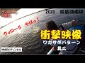 【琵琶湖バス釣り】ワカサギパターン其二　ヴィローラ編