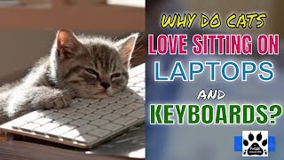 WHY DO CATS LOVE SITTING ON LAPTOPS AND KEYBOARDS? l V-34 by THE PAWS COLLECTOR 6,165 views 3 years ago 4 minutes, 53 seconds