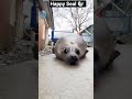 Happy Seal 🦭 #animals #pets #funnyanimals