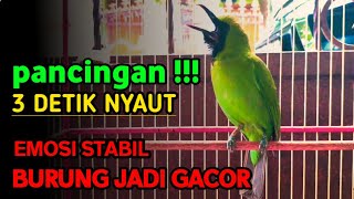 Pancingan Cucak Ijo Gacor Memancing Lawan Agar Mau Tarung! Seketika Jamtrok dan Bongkar Isian
