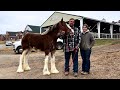 The search begins checking out the clydesdales at the draft horse sale