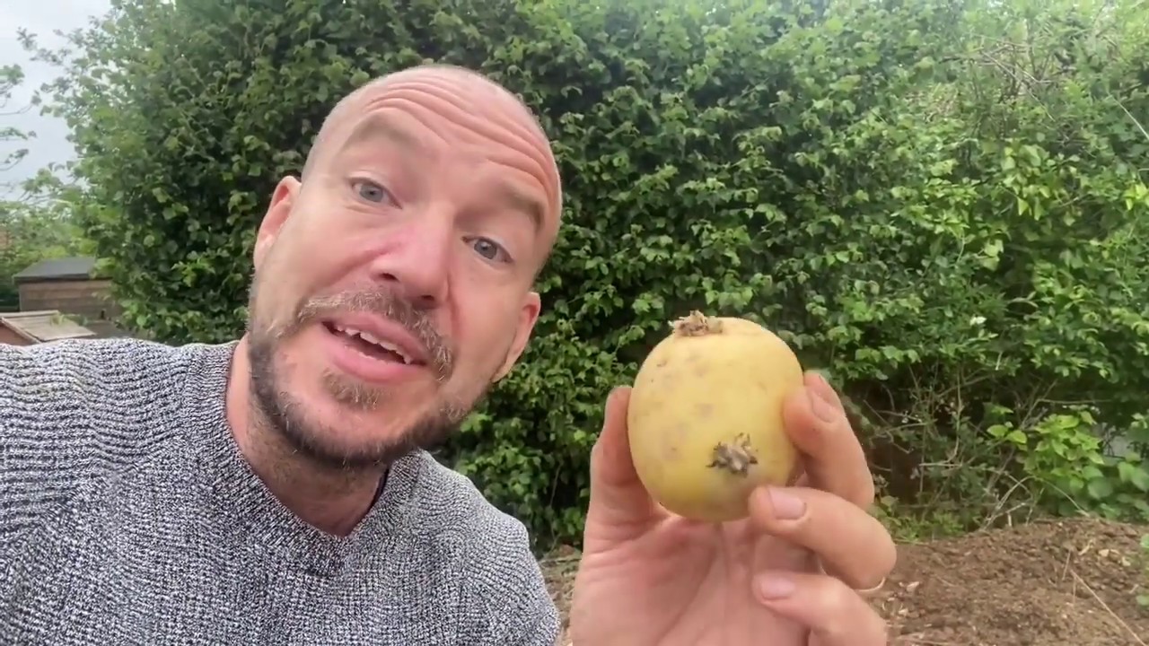 How to Grow No Dig Potatoes - YouTube