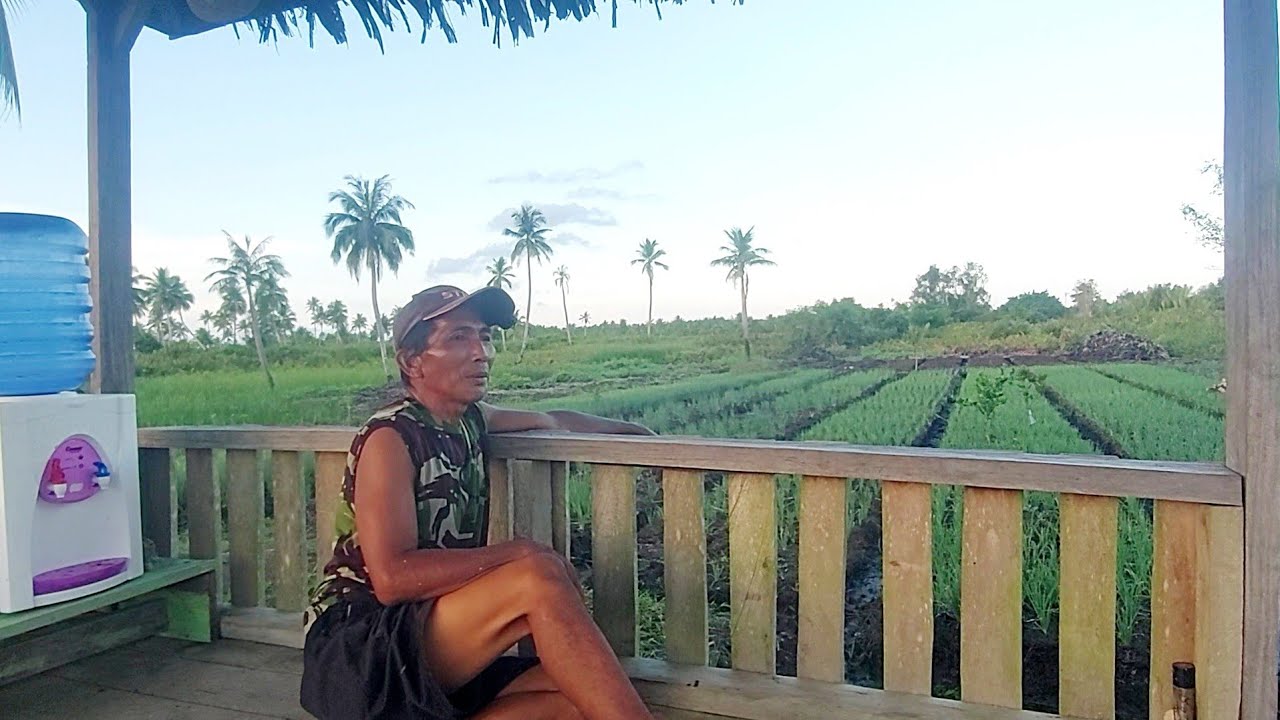 SUASANA SORE HARI DI PONDOK KEBUN PAK SELAMET TRASMIGRASI SP 10