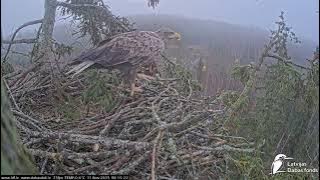 J E20251111 081500MaleOutInvisibleSwanFliesByCalls