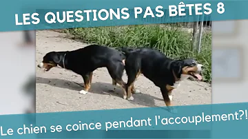 Comment habituer 2 chiens à vivre ensemble ?