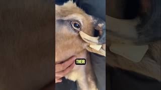 These Animals Literally Kill Themselves 😱#facts #animalfacts #wildlife