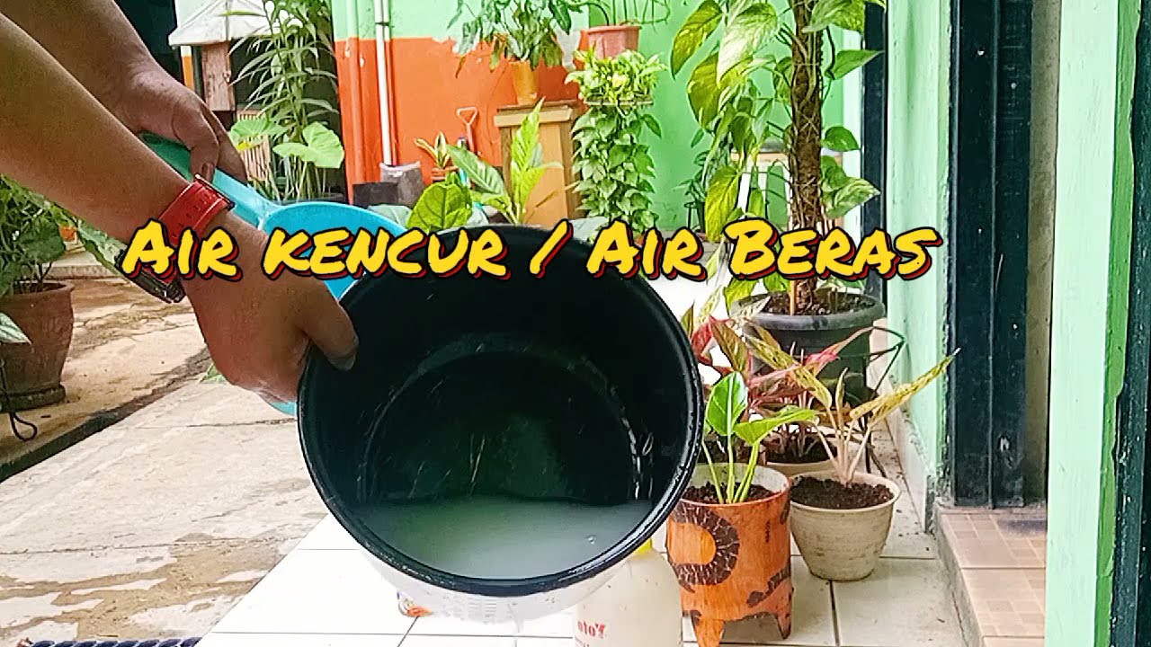 Tutorial Khasiat Air KenCur/ AIR Beras|| Buat Tanaman Hias 💯% Ampuh