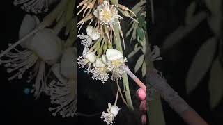 Polinasi manual di kebun durian AA Kadu #aakadu