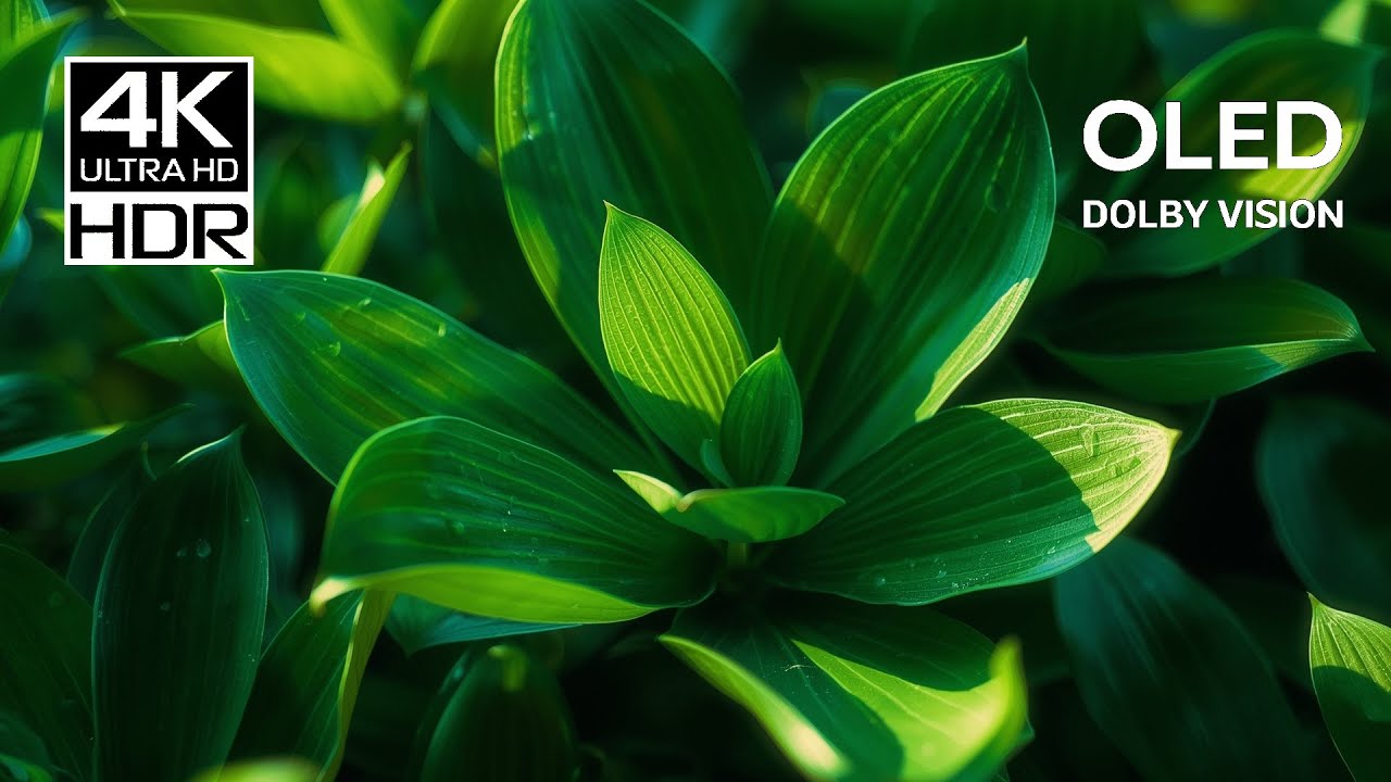 4K Video Sounds of Nature | Real nature video in high quality