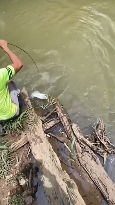 paijo loro ati#shorts #mancing
