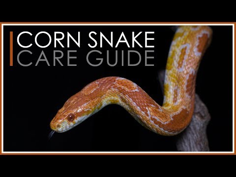 مکمل کارن سانپ کیئر گائیڈ | 2018 ایڈیشن