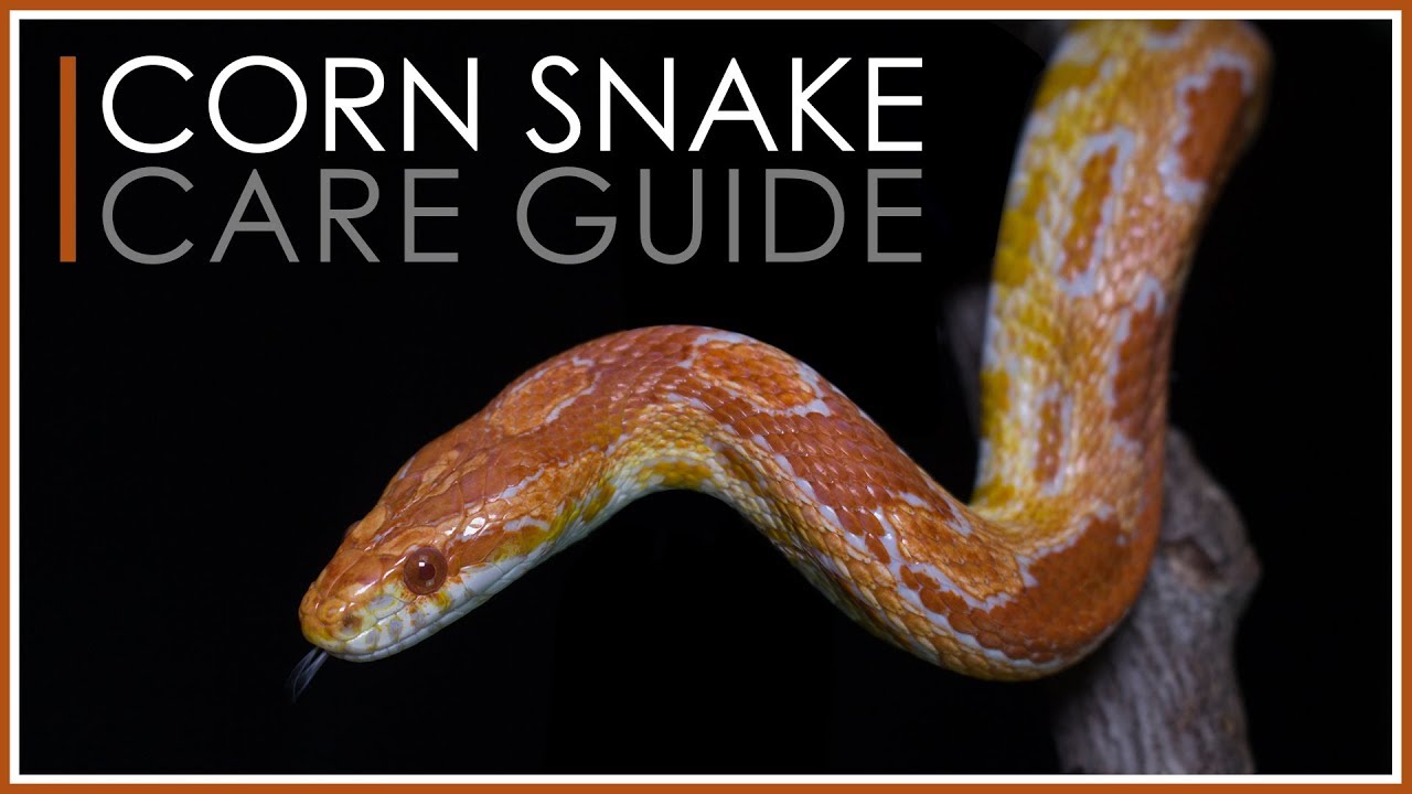 Corn Snake Food Chart