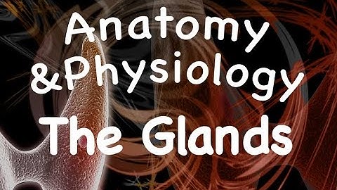 Endocrine System : Glands of the Endocrine System (12:03)