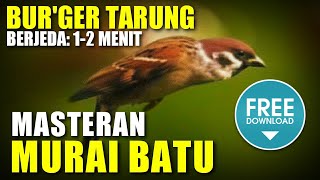 MASTERAN MURAI BATU 🔴 bur'ger tarung berjeda 1-2