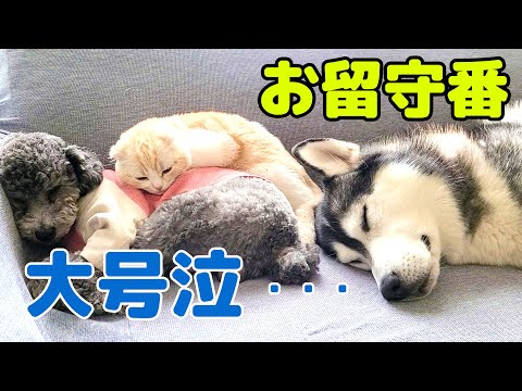 子猫とハスキー犬達のお留守番を隠し撮りしてみたら寂しすぎて大号泣してた...