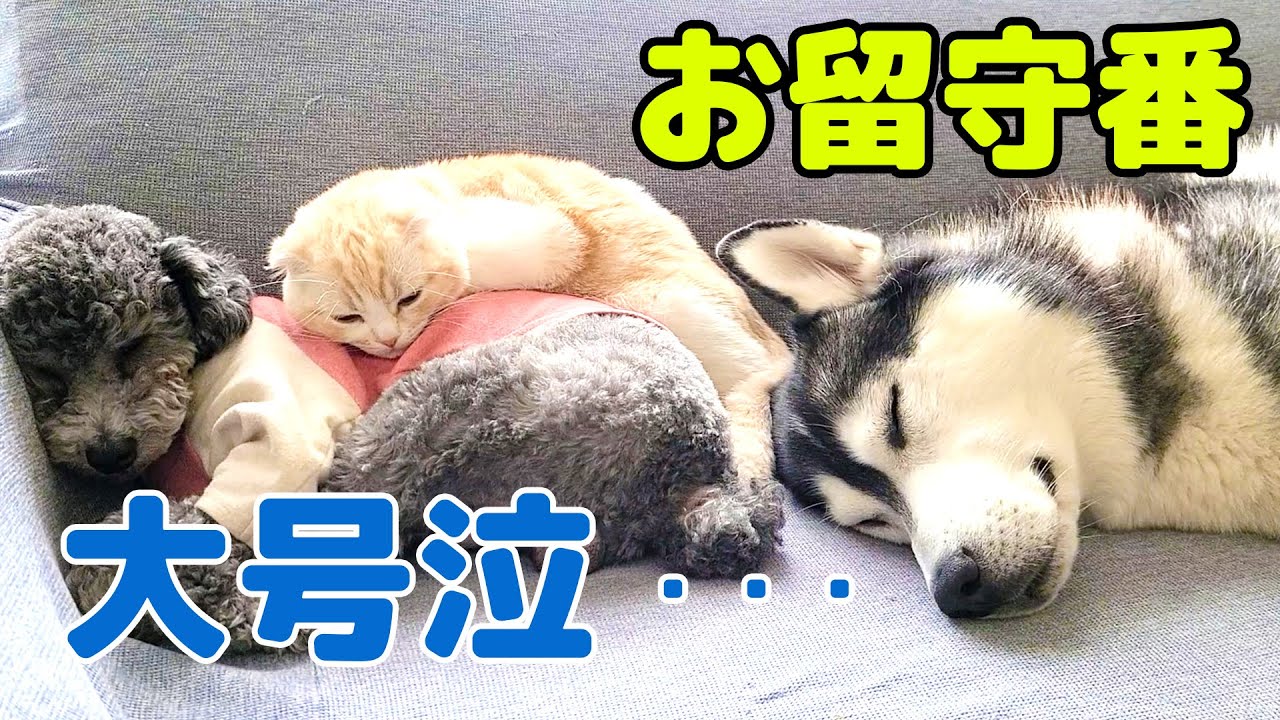 子猫とハスキー犬達のお留守番を隠し撮りしてみたら寂しすぎて大号泣し