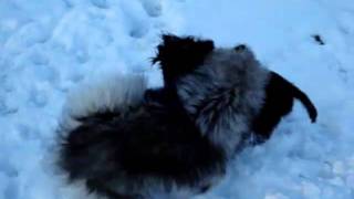 Wolfsspitz Gorgi 12 Monate Alt & Jagdhund Burdey 1 Jahr U. 2 Monate Alt Ii