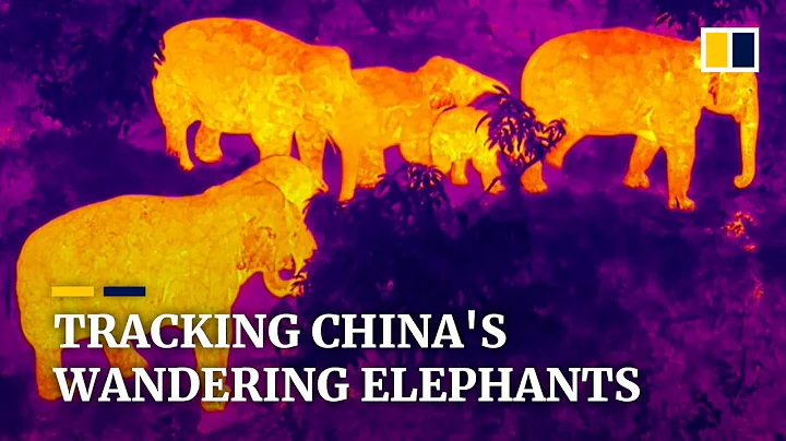 Tracking China's wandering elephants on their 500km journey across Yunnan province - DayDayNews