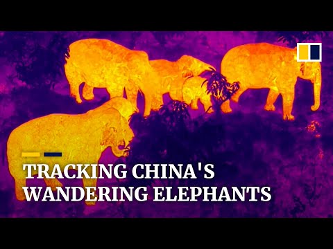Tracking China's wandering elephants on their 500km journey across Yunnan province