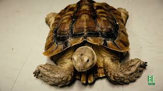 Sean Casey Animal Rescue Houses Exotic Animals in Brooklyn Shelter
