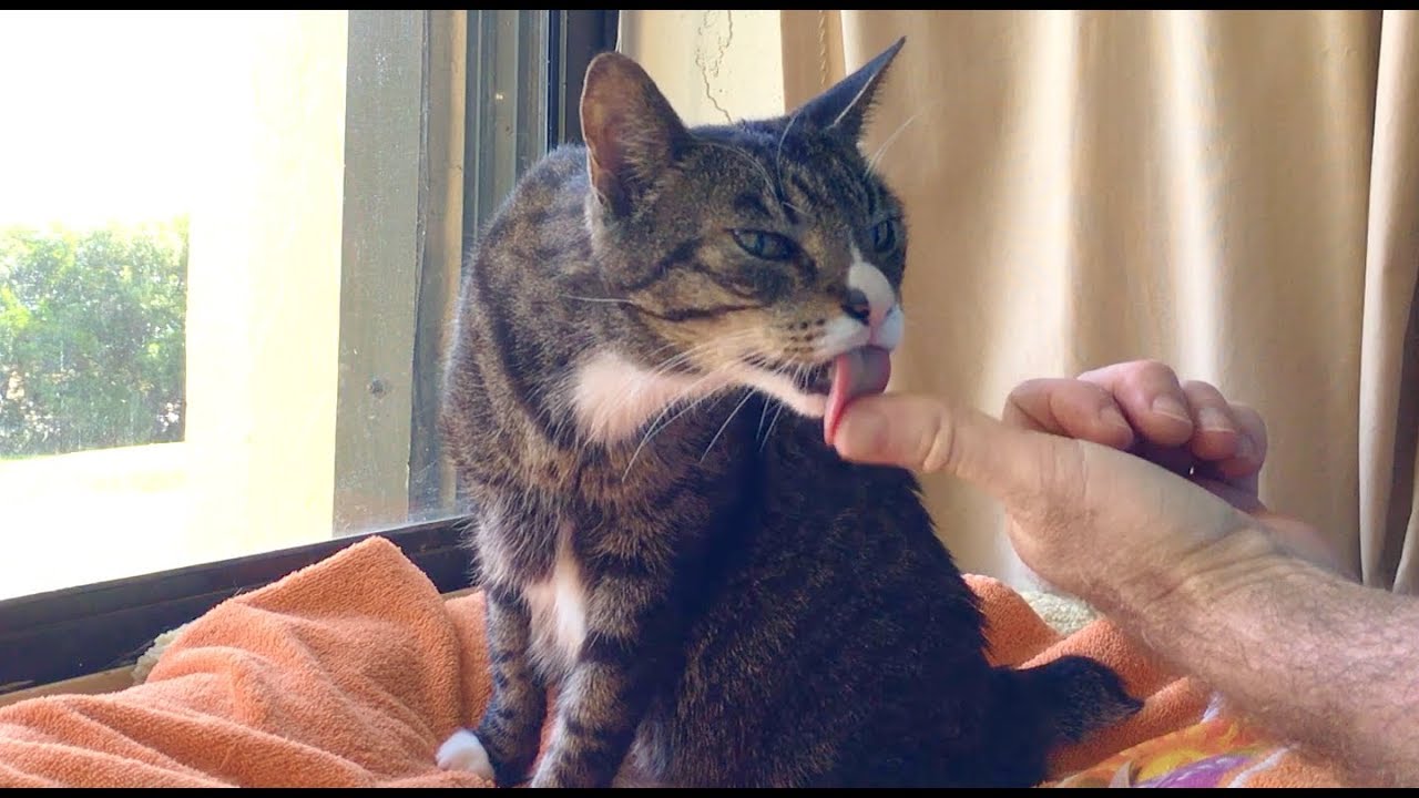 Cat Loves Taking Vitamins YouTube