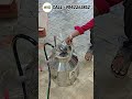 🔥கைகளால் பால் கறக்கும் சிரமம் இனி வேண்டாம்!ARG Fixed Milking Machine மூலம்#ARG #ARGMachinery💥✅