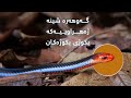 گەوهەرە شینە ژەهراوییەکە بکوژی بکوژەکان 