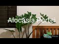 GIANT ALOCASIA PORTEI / Malaysian Monster