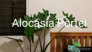 GIANT ALOCASIA PORTEI / Malaysian Monster