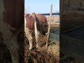 Raising animals is very difficult Record daily life Station#52