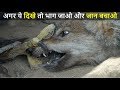 ये है दुनिया का सबसे खतरनाक और निर्दयी पक्षी  | Most Deadliest Animals in the world