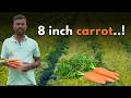 Kolar Farmer’s Carrot Boom | 8 Inch Long Carrots! | Bumper Yield Without Chemicals