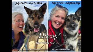 Adoption of Rescue German Shepherd Dog from NWTSPCA Shelter