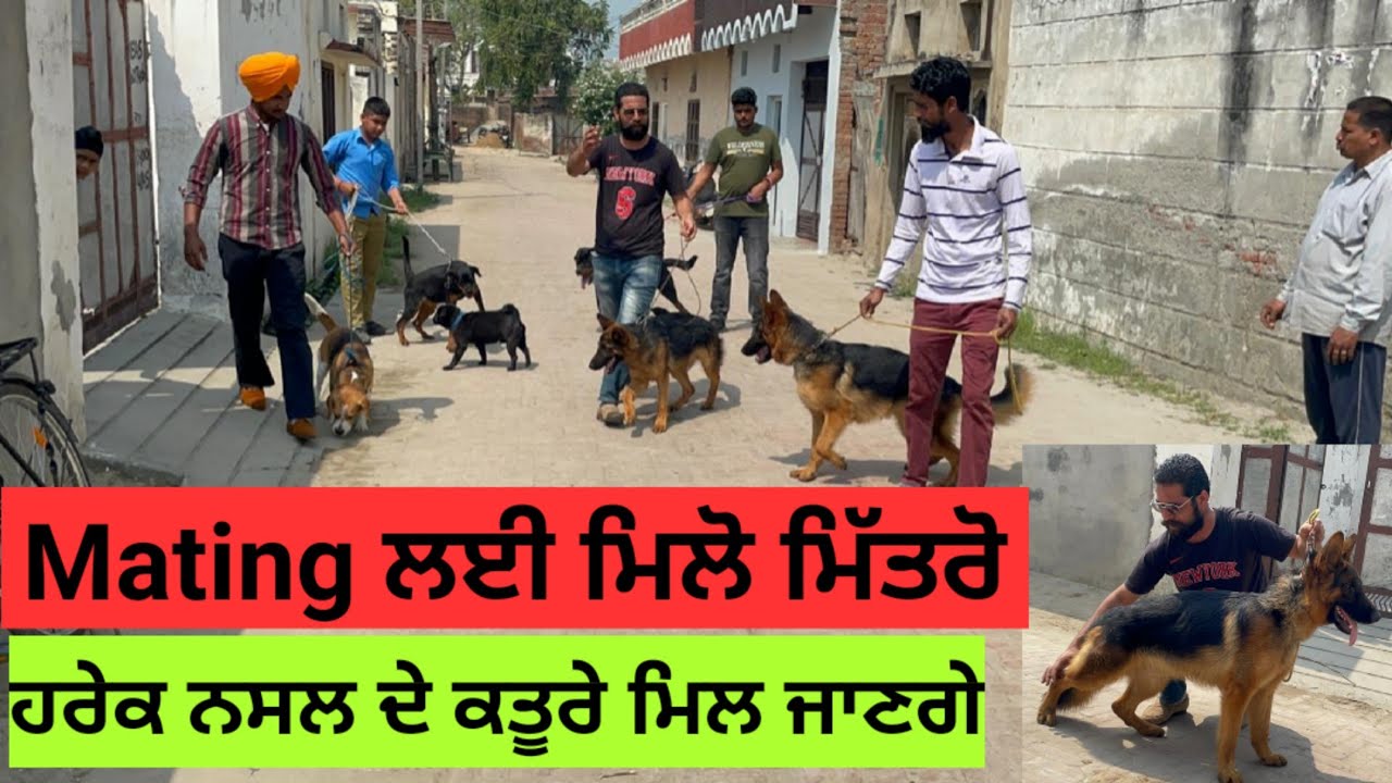 ਜਰਮਨ, ਰੌਡ, ਬੀਗਲ, ਪੱਗ, ਪਪੇਰੀਅਨ ਸਟਡ ਸਰਵਿਸ ਲਈ । All breeds puppy sale and Stud service Available