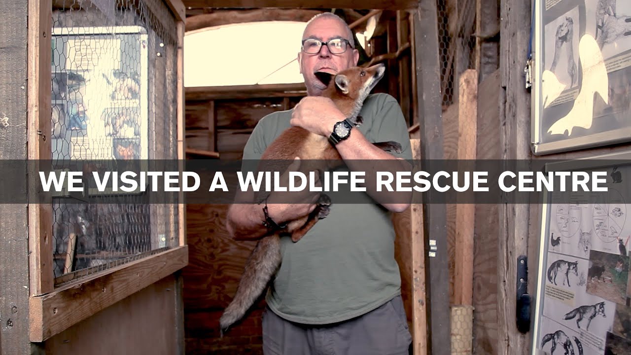 We visited a wildlife rescue centre - AMAZING