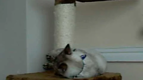 Video 677521: snow spotted bengal, blue bengal