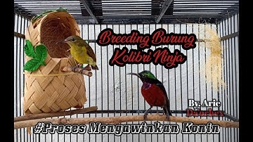Proses kawin Kolibri ninja (Konin)