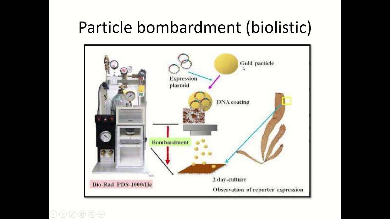 Gene transfer technique