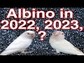 Albino red eyes @ Albino black eyes price in 2022, 2023.