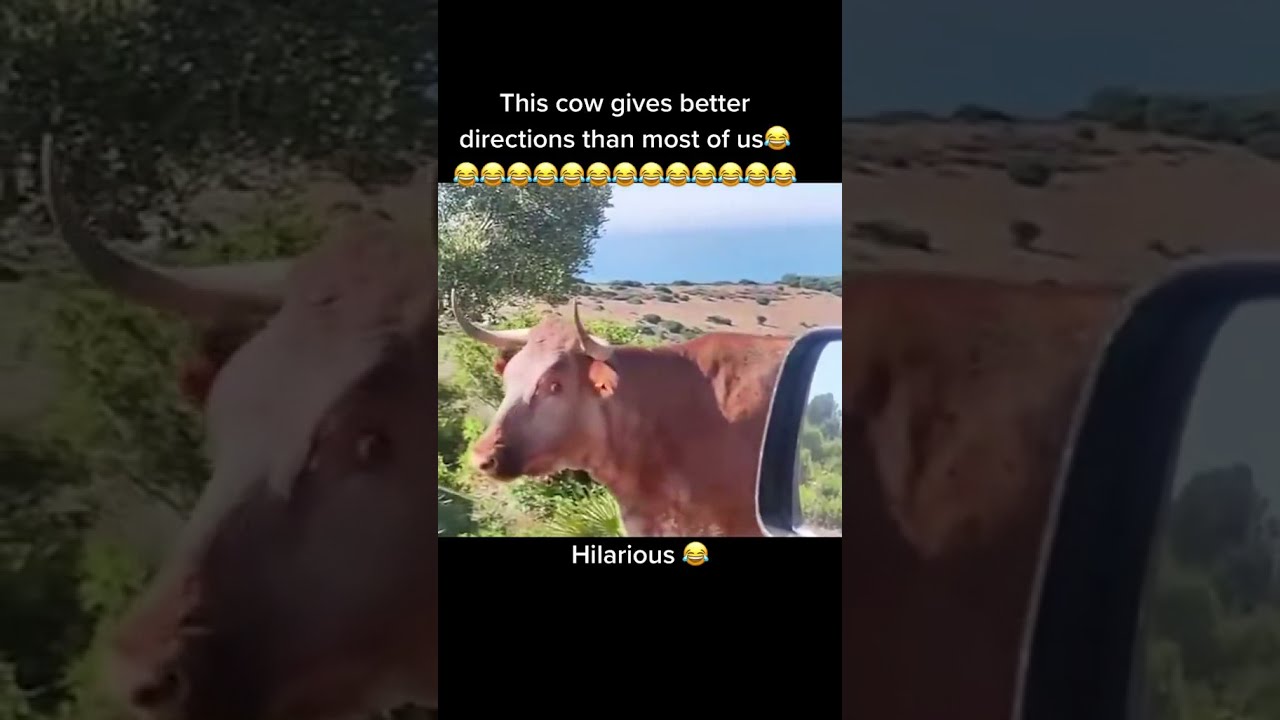 This Cow Gives Berter Direction Than Most Of Us Hilarious Shorts