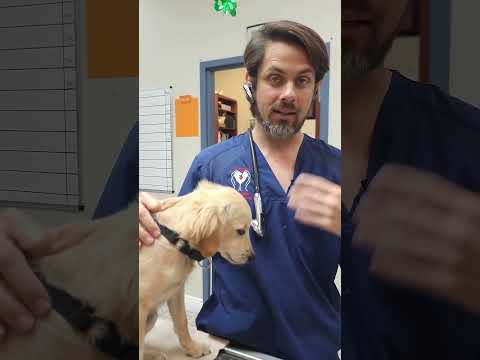 Video: Kaip veterinarijos gydytojai elgiasi su gyvūnais