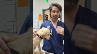 Puppy Teeth vs Adult Teeth    #veterinarian #shorts