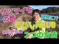 さつまいものツル　冬越し再利用２つの方法　まんがら流で確実に！？