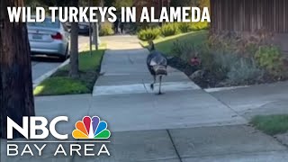 Wild Turkey Sightings Becoming More and More Common in Alameda screenshot 3