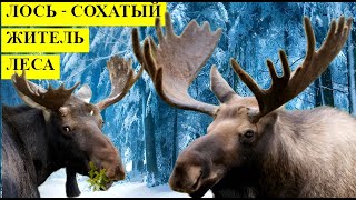 Лось СОХАТЫЙ житель леса