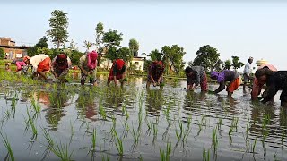 Dhan Ropai In Nepal ।। Rice Cultivation ।। Paddy Cultivation Rupandehi।। धान रोपाई
