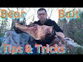 Bear Baiting Tips and Tricks