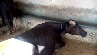 Dairy Form Achh Gochh